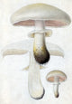 Field and Common Meadow Mushrooms Poster Print showcasing various mushroom species.