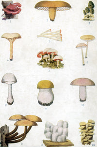 Edible American Mushrooms Poster Print showcasing various mushrooms.