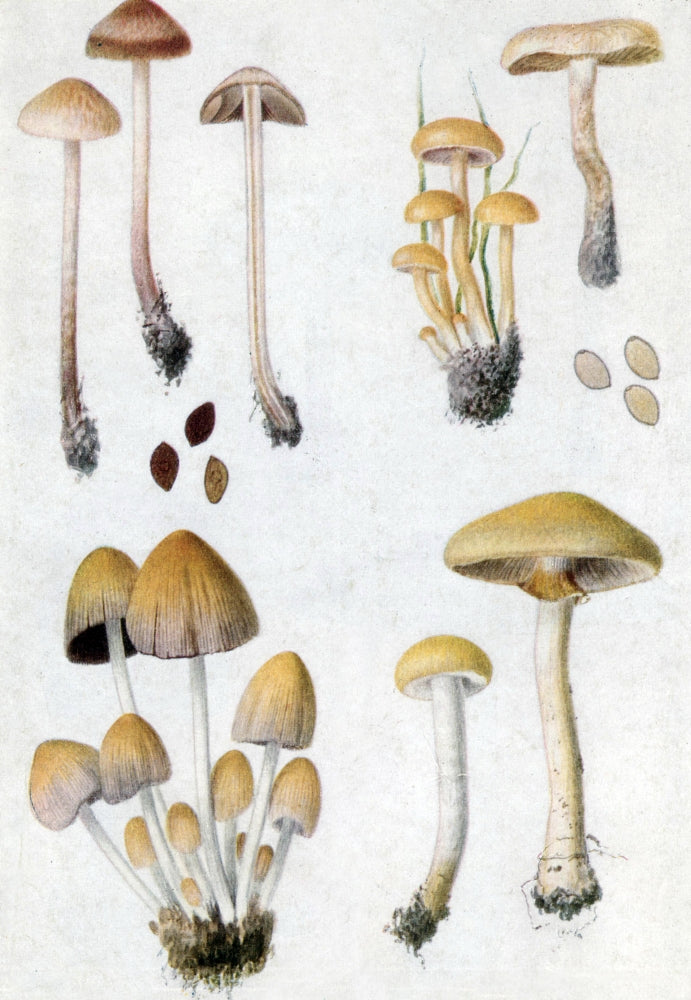 Fungi and Mushrooms Poster Print showcasing diverse mushroom species.