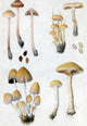 Fungi and Mushrooms Poster Print showcasing diverse mushroom species.