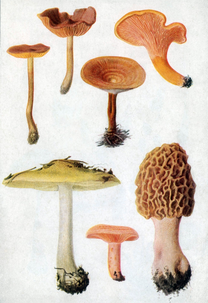 Fungi and Mushrooms Poster Print showcasing different types of mushrooms.