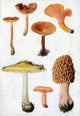 Fungi and Mushrooms Poster Print showcasing different types of mushrooms.
