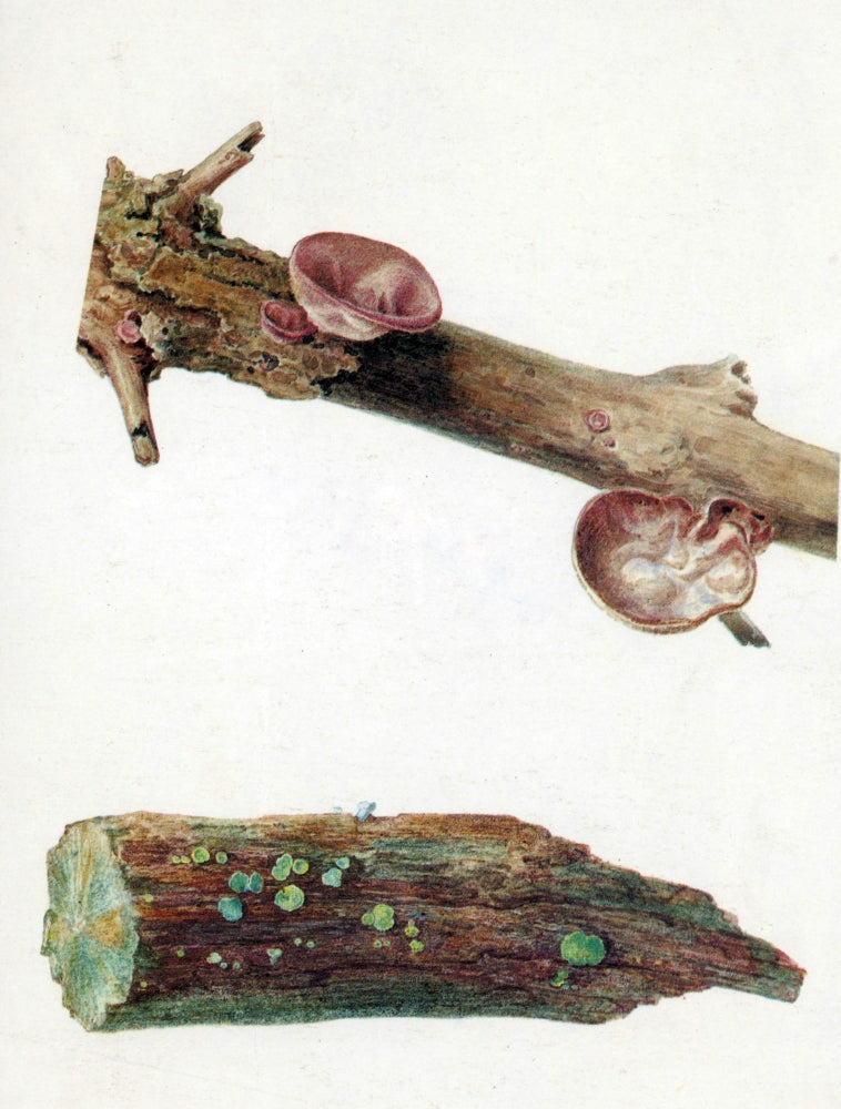 Fungi On Branch Poster Print showcasing vibrant fungi on a branch.