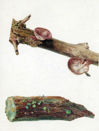 Fungi On Branch Poster Print showcasing vibrant fungi on a branch.