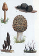 Fungi and Mushrooms Poster Print showcasing various mushroom species.