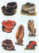Cup Fungi (Peziza Genus) Poster Print showcasing detailed fungi artwork.