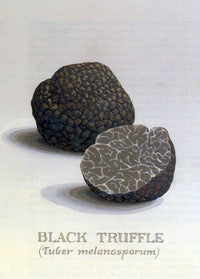 Black Truffle Tuber melanosporum Poster Print showcasing intricate details.