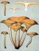 Jack-O'-Lantern Mushroom art print featuring vibrant colors and intricate details.