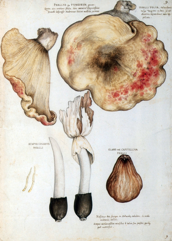 Fungi Stinkhorns Poster Print showcasing detailed illustrations of mushrooms.