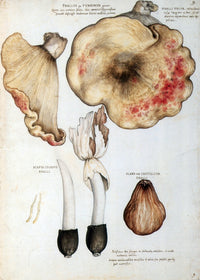 Fungi Stinkhorns Poster Print showcasing detailed illustrations of mushrooms.