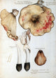 Fungi Stinkhorns Poster Print showcasing detailed illustrations of mushrooms.