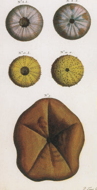 Sea Urchins Poster Print showcasing detailed marine life art.