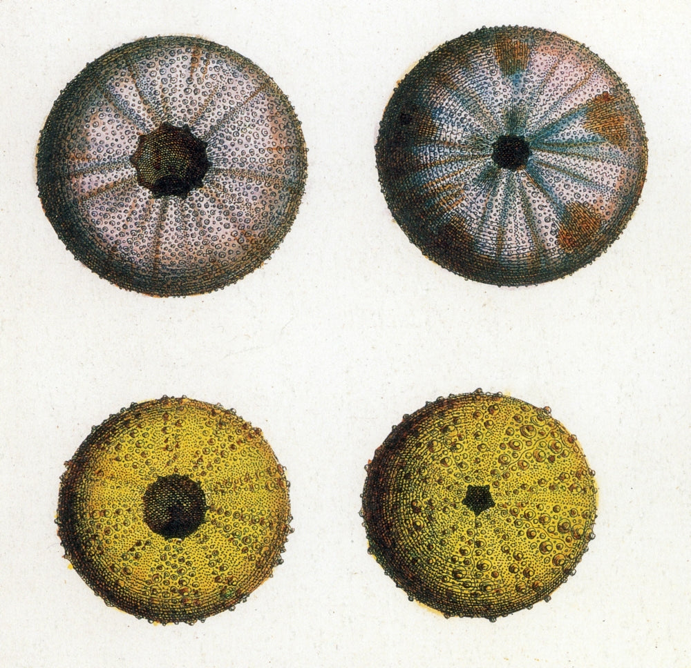 Sea Urchins Poster Print showcasing intricate marine life.