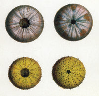 Sea Urchins Poster Print showcasing intricate marine life.