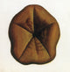 Sea Urchin Poster Print showcasing marine life details.