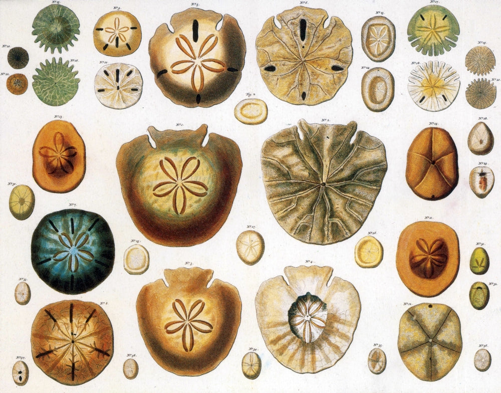 Sand Dollars and Heart Urchins Poster Print showcasing marine life beauty