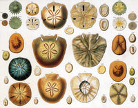 Sand Dollars and Heart Urchins Poster Print showcasing marine life beauty