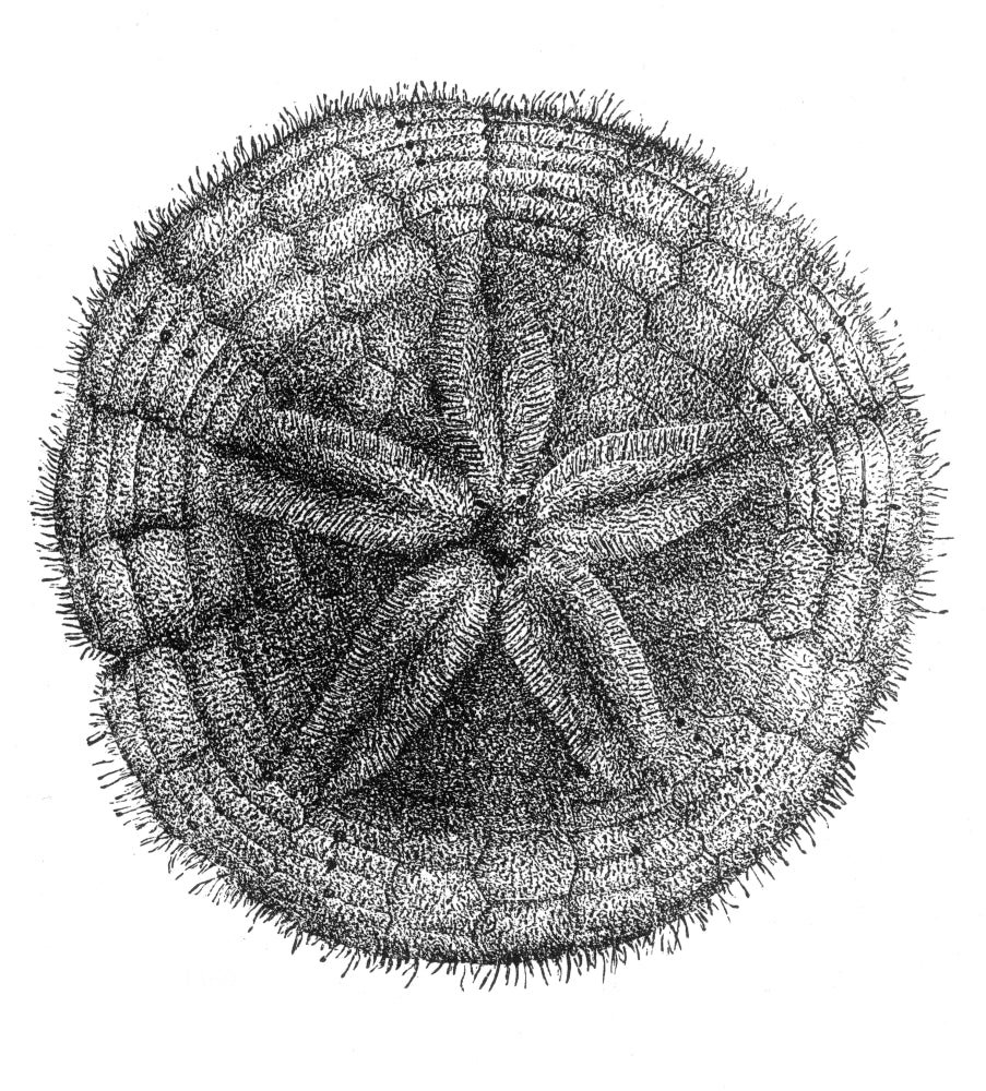 Sand Dollar Poster Print - Echinoderm Artwork
