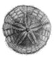Sand Dollar Poster Print - Echinoderm Artwork
