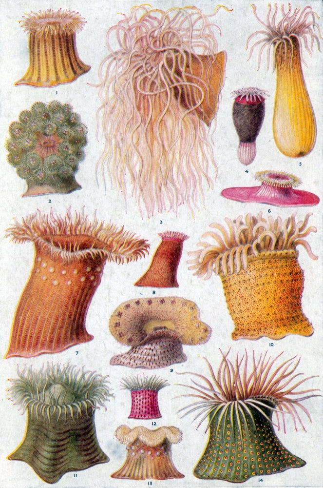 Mediterranean and Atlantic sea anemones poster print showcasing colorful marine life.