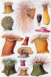 Mediterranean and Atlantic sea anemones poster print showcasing colorful marine life.