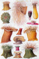 Mediterranean and Atlantic sea anemones poster print showcasing colorful marine life.