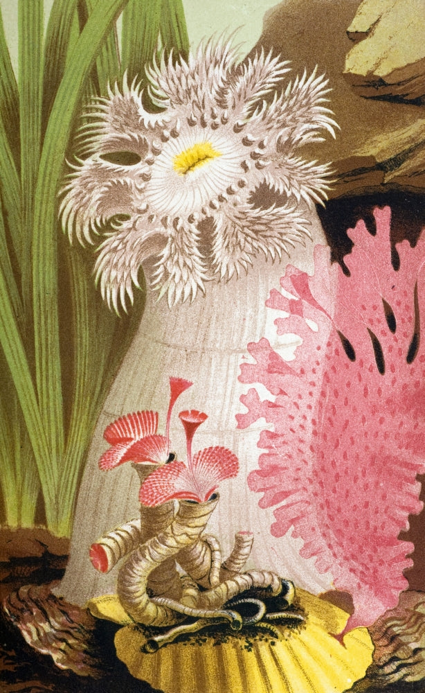 Plumose Sea Anemone Poster Print showcasing vibrant marine life
