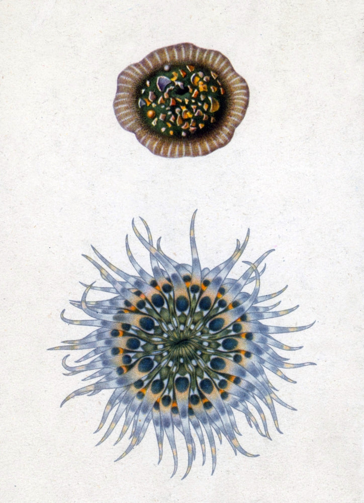 Sea Anemone Open and Closed Poster Print showcasing marine life.
