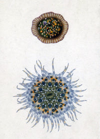 Sea Anemone Open and Closed Poster Print showcasing marine life.
