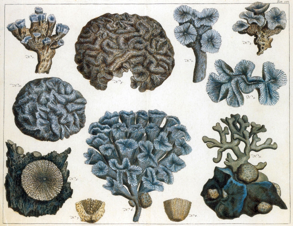Corals Poster Print showcasing vibrant coral species and marine life.