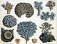 Corals Poster Print showcasing vibrant coral species and marine life.