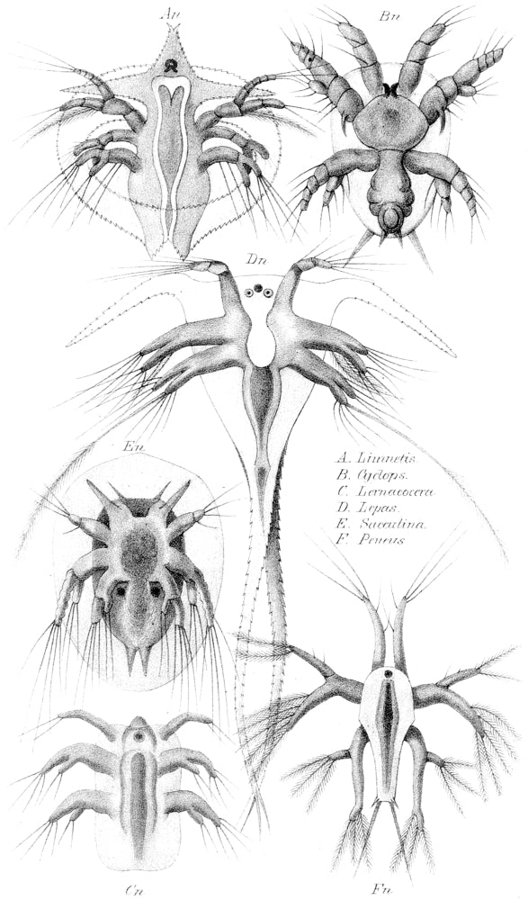Copepods Nauplius Larvae Poster Print showcasing marine life details.