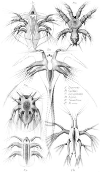 Copepods Nauplius Larvae Poster Print showcasing marine life details.