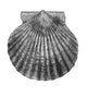 Edible Scallop Poster Print showcasing marine life illustration.