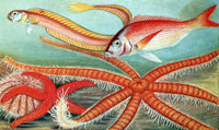 Ribbonfish, Sea Bream and Starfish Poster Print showcasing marine life.