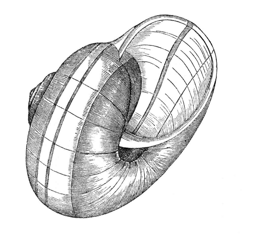 Sea Snail Poster Print showcasing marine life beauty.