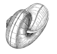 Sea Snail Poster Print showcasing marine life beauty.