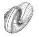Sea Snail Poster Print showcasing marine life beauty.