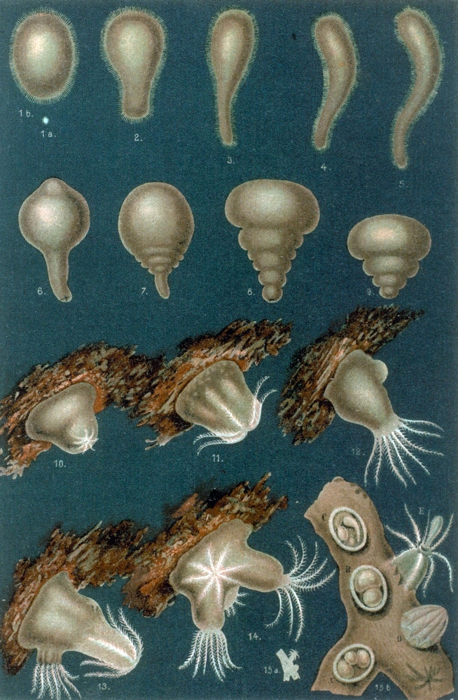 Coral Development Poster Print by Science Source, showcasing vibrant marine life.