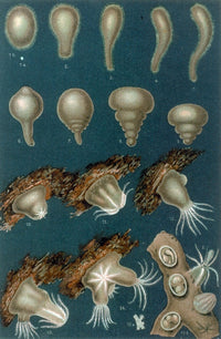 Coral Development Poster Print by Science Source, showcasing vibrant marine life.
