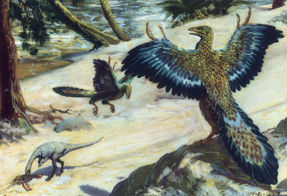 Archaeopteryx Primordial Bird Poster Print showcasing a prehistoric bird in vibrant detail.