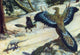 Archaeopteryx Primordial Bird Poster Print showcasing a prehistoric bird in vibrant detail.