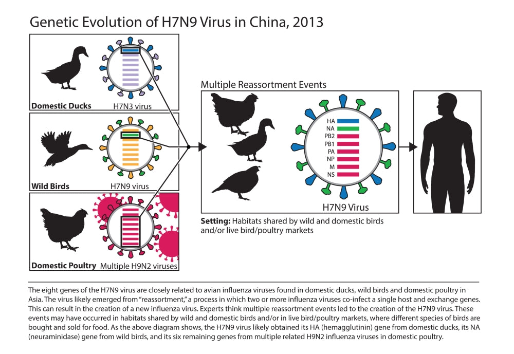 H7N9 Influenza A Avian Flu Virus Poster Print showcasing detailed viral structure.