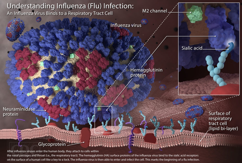 Influenza Infection Infographic Poster Print depicting virus information.