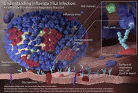 Influenza Infection Infographic Poster Print depicting virus information.