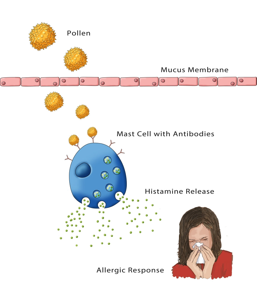 Allergic Response Illustration Poster Print by Monica Schroeder, educational art for science enthusiasts.