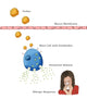 Allergic Response Illustration Poster Print by Monica Schroeder, educational art for science enthusiasts.