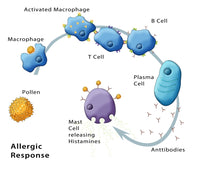 Allergic Response illustration poster print by Monica Schroeder