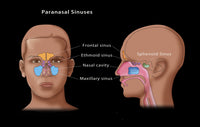 Paranasal Sinuses Anatomical Illustration Poster Print