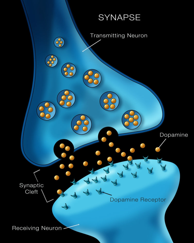 Neuron Synapse Anatomy Poster Print by Monica Schroeder